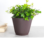 Thorsen's Greenhouse Live Green English Ivy Plant, Hedera Helix, Natural Air Purifier, Easy to Grow, Live Indoor Houseplant, (Chocolate - 6" Pot)