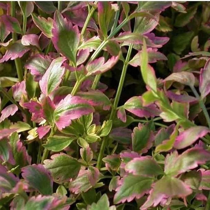 Chalily Water Celery, a Great Live Pond Plant for Your Water Garden. Filters koi and Goldfish Ponds. Good for Bogs, Plant Shelf or Shallow Water This marginal Aquatic is a Real Beauty