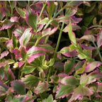 Chalily Water Celery, a Great Live Pond Plant for Your Water Garden. Filters koi and Goldfish Ponds. Good for Bogs, Plant Shelf or Shallow Water This marginal Aquatic is a Real Beauty