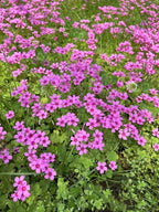 24 Pack Iron Cross Shamrock Plant Bulbs, Live Oxalis Bulbs for Indoor Outdoor Gardens, Year-Round Perennial Lucky Shamrock Plants Live in Pots Home Decor