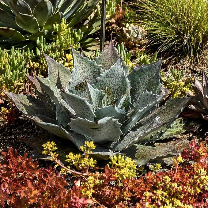 Mangave 'Sponge Paint', 1.5" Plug - Live Succulent Plant, Agave Like Rosette, Low Maintenance Indoor Outdoor Plant for Home Garden Decor, Beginner-Friendly Live Plants