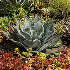 Mangave 'Sponge Paint', 1.5" Plug - Live Succulent Plant, Agave Like Rosette, Low Maintenance Indoor Outdoor Plant for Home Garden Decor, Beginner-Friendly Live Plants