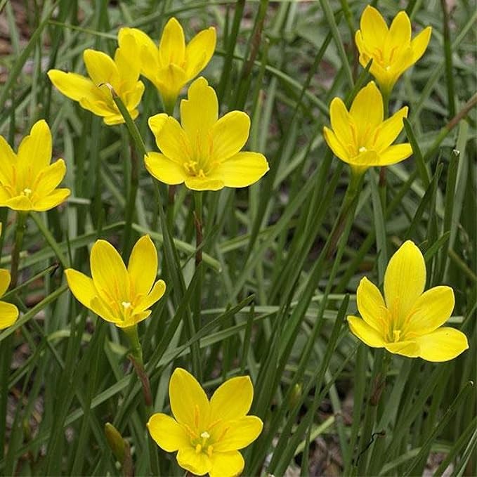 Chalily Yellow Rain Lily, a Great Live Pond Plant for Your Water Garden. Filters The koi and Goldfish Pond. Good for Bogs, Plant Shelf or Shallow Water This marginal Aquatic is a Real Beauty