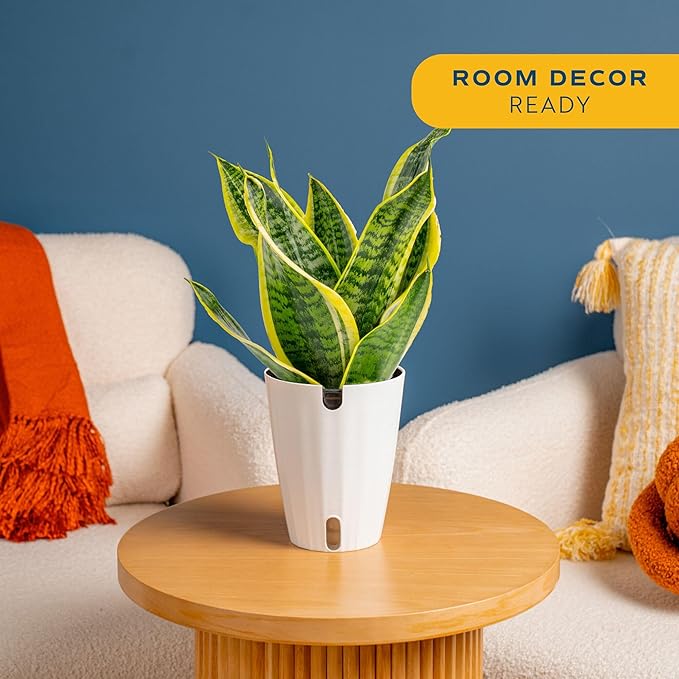 Costa Farms Snake Plant, Easy to Grow Live Plant in Cute Decor Pot, Grower's Choice Houseplant in Soil, Housewarming Gift, Room Decor, 1-2 Feet Tall