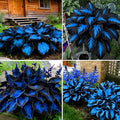 Hosta Seeds for Planting, 295+pcs Perennial Rare Hosta Flower Seeds Plants, Non-GMO Heirloom Long Blooming Plants Shaded Entry Pathway Rare Flowers for Garden Outdoors
