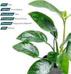 SubstrateSource Anubias Live Aquarium Plants - Anubias Nana Tropica (Anubias barteri Nana) - Low Light Epiphytic Rhizome for Foreground to Midground Freshwater Aquascapes, Dark Green Accent - Pot