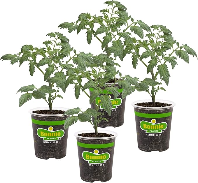 Bonnie Plants Cherokee Purple Tomato Live Vegetable Plants - 4 Pack, Heirloom Tomato, 10 - 12 Oz. Fruit Size, Great for Slicing