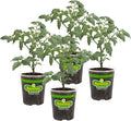 Bonnie Plants Celebrity Hybrid Tomato Live Vegetable Plants - 4 Pack, Disease-Resistant, 7 - 8 Oz. Fruit Size, 65 Day Harvest Time