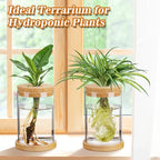 Biggun Plants Propagation Station - 2Pcs Desktop Plant Terrarium Glass Hydroponic Vases, Water Plant Jars, Gardening Gifts for Women Mom Plant Lovers (Thick Straight Shape, Separated Tray Style)