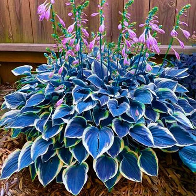 Hosta Seeds for Planting, 297+pcs Rare Perennial Hosta Flower Seeds, Non-GMO Heirloom Long Blooming Plants Shaded Entry Pathway Flowers for Garden Outdoors