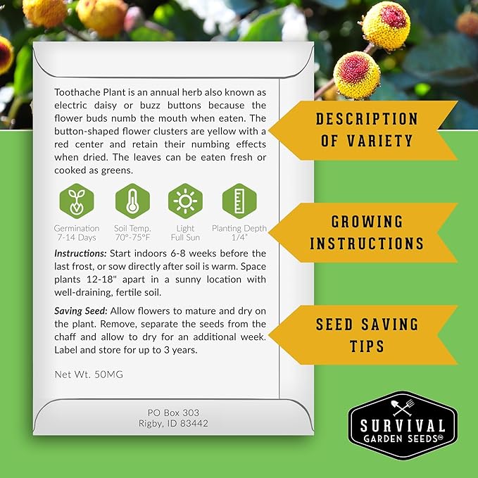 Toothache Plant Seeds for Planting - Acmella Oleracea Spilanthes Buzz Button Electric Daisy Medicinal Herb & Edible Flower - Heirloom Non-GMO Open Pollinated - Survival Garden Seeds (2 Pack)