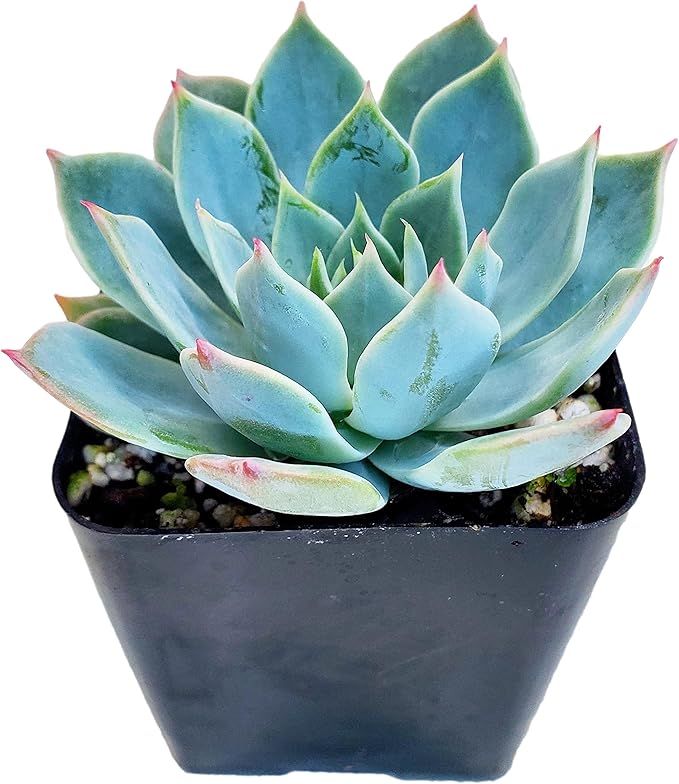 Live Blue Echeveria Succulent Plant - Stunning Rosette Drought-Tolerant Indoor/Outdoor Decor - Unique and Hardy Cactus Variety