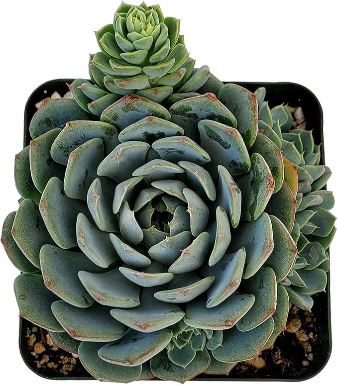 Fat Plants San Diego Live Echeveria Hybrid Succulent Plant (4 inch, Minima)