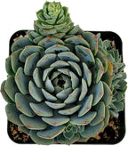 Fat Plants San Diego Live Echeveria Hybrid Succulent Plant (4 inch, Minima)