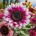 50pcs Rare Strawberry Pink Sunflower Seeds - Non-GMO Heirloom Variety for Your Unique Garden
