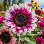 50pcs Rare Strawberry Pink Sunflower Seeds - Non-GMO Heirloom Variety for Your Unique Garden