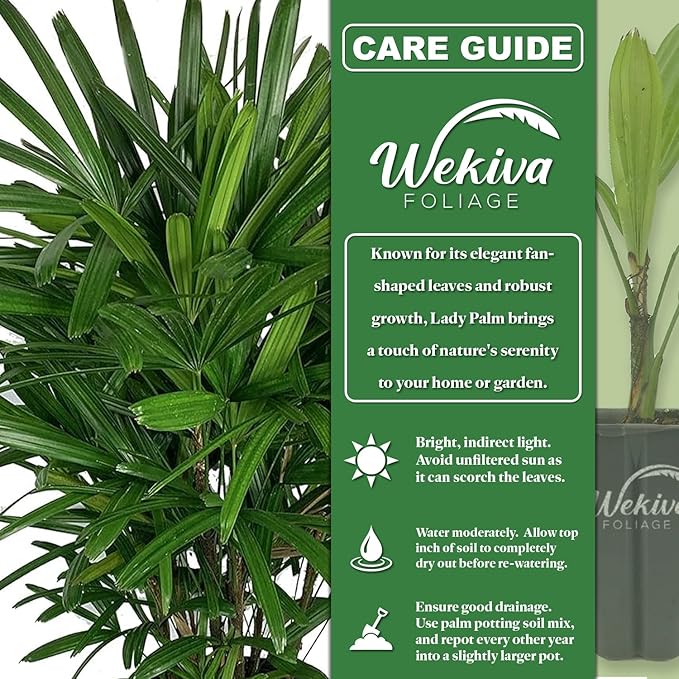 Lady Palm - 5 Live Starter Plants in 2 Inch Pots - Rhapis Excelsa - Beautiful Clean Air Indoor Outdoor Houseplant