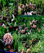Garden Morel Mushroom Grow Kit - MOREL HABITAT KIT ® - Grow Morchella Mushrooms