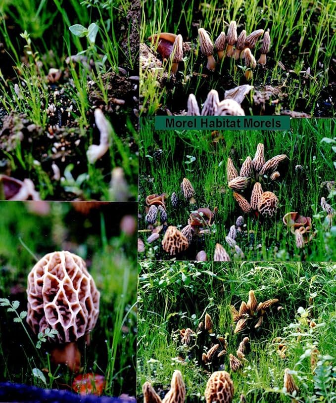 Garden Morel Mushroom Grow Kit - MOREL HABITAT KIT ® - Grow Morchella Mushrooms