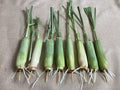 8 Rooted Lemongrass Stalks 5-6 inches Long Ready to Plant | Fast Growing Lemon Grass Live Plant
