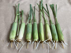 8 Rooted Lemongrass Stalks 5-6 inches Long Ready to Plant | Fast Growing Lemon Grass Live Plant