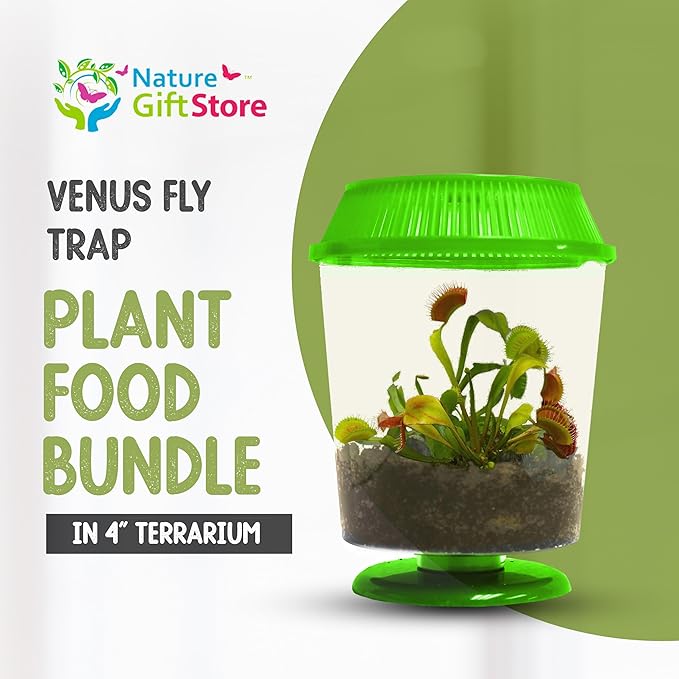 Venus Fly Trap Live Plant with 4.5" Green Terrarium + Carnivorous Plants Food Bundle with Feeding Tweezers - Carnivorous Plant Soil and Live Venus Flytrap