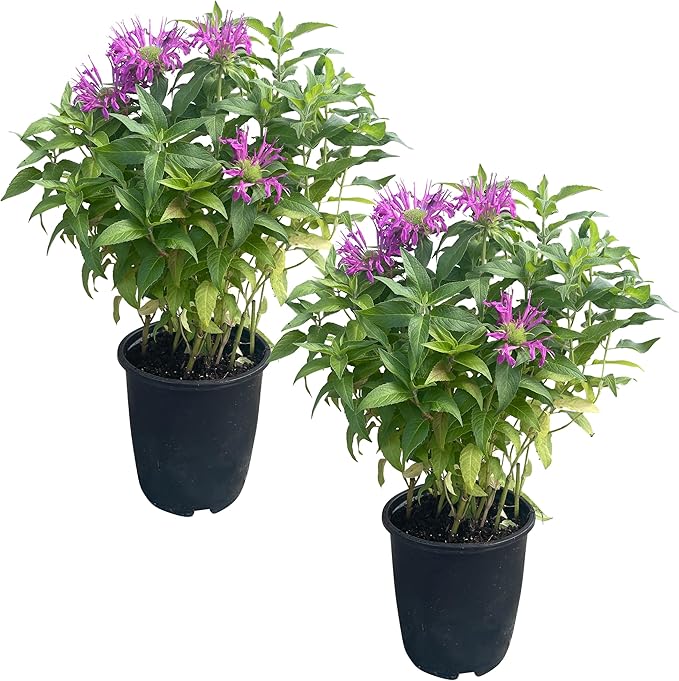 Live Flowering Bee Balm - Balmy Purple (2 Plants Per Pack), Pollinator - Attracts Butterflies, 10" Tall by 4" Wide in 1 Qt Pot