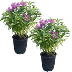 Live Flowering Bee Balm - Balmy Purple (2 Plants Per Pack), Pollinator - Attracts Butterflies, 10" Tall by 4" Wide in 1 Qt Pot