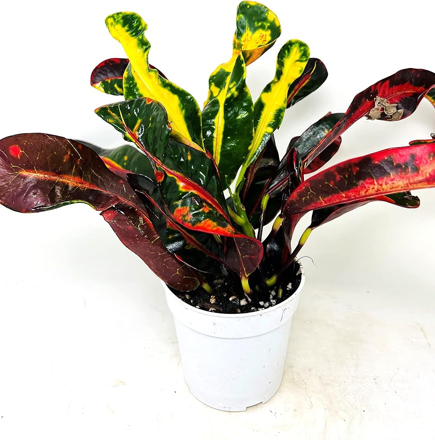 Croton Mammy 4 inch Pot Live Plant -Easy to Care houseplants