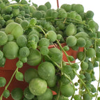 Shop Succulents String of Pearls Hanging Succulent, Senecio Rowleyanus, Fully Rooted Live 6" Succulent Plant, Low Maintenance Indoor Plant, Hardy Succulents, Trailing Succulents, Gift & Garden