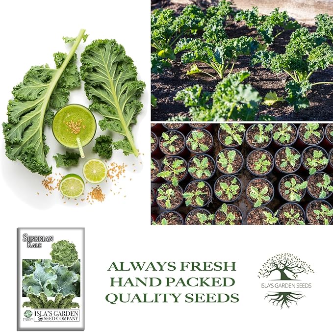Siberian Kale Seeds for Planting – 1000+ Non-GMO & Heirloom Seeds by Isla's Garden Seeds, Brassica Napus, Cold-Tolerant Leafy Green, Fast-Growing Vegetable, Great Gift for Home Gardeners