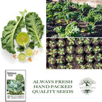 Siberian Kale Seeds for Planting – 1000+ Non-GMO & Heirloom Seeds by Isla's Garden Seeds, Brassica Napus, Cold-Tolerant Leafy Green, Fast-Growing Vegetable, Great Gift for Home Gardeners