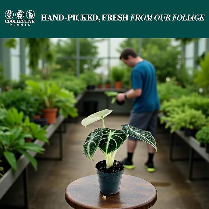 Alocasia Ninja | Live Plant in a 2 or 4 Inch Growers Pot, Live Indoor, Easy to Grow, Easy to Care, and Low Maintenance Houseplant (2-inch Pot)