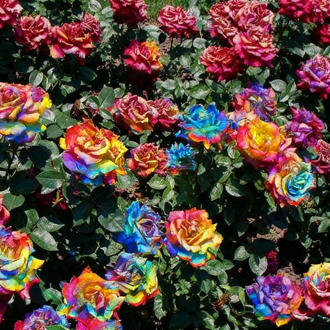 200+ Rare Rose Seeds for Planting, Mixed Color Perennial Shrub Hybrid Rose Flower Seed, Non-GMO Heirloom Flower Seeds for Garden Home