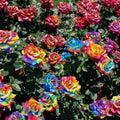200+ Rare Rose Seeds for Planting, Mixed Color Perennial Shrub Hybrid Rose Flower Seed, Non-GMO Heirloom Flower Seeds for Garden Home