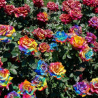 200+ Rare Rose Seeds for Planting, Mixed Color Perennial Shrub Hybrid Rose Flower Seed, Non-GMO Heirloom Flower Seeds for Garden Home
