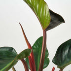 Philodendron Congo Rojo Live Plant for Indoor | Different Houseplants in 4'' & 6'' Pot | Real House Plant for Living Room, Office, Desk & Bathroom | Congo Rojo