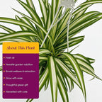 Live Reverse Spider Plants in 6 inch Hanging Basket - Chlorophytum Comosum Vittatum Plant for Home & Office Decor, Easy to Grow Air Purifying Houseplant White & Green Striped Foliage (1)