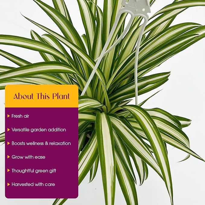 Live Reverse Spider Plants in 6 inch Hanging Basket - Chlorophytum Comosum Vittatum Plant for Home & Office Decor, Easy to Grow Air Purifying Houseplant White & Green Striped Foliage (1)