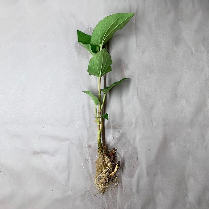 Chalily Chinese Lizard's Tail, a Great Live Pond Plant for Your Water Garden. Filters The koi and Goldfish Pond. Good for Bogs, Plant Shelf or Shallow Water This marginal Aquatic is a Real Beauty