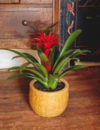 American Plant Exchange Live Bromeliad Guzmania – 6-Inch Pot – Colorful Tropical Houseplant with Bright Long-Lasting Blooms, Easy Care Indoor Plant for Desks, Kitchens, Patios & Home Décor