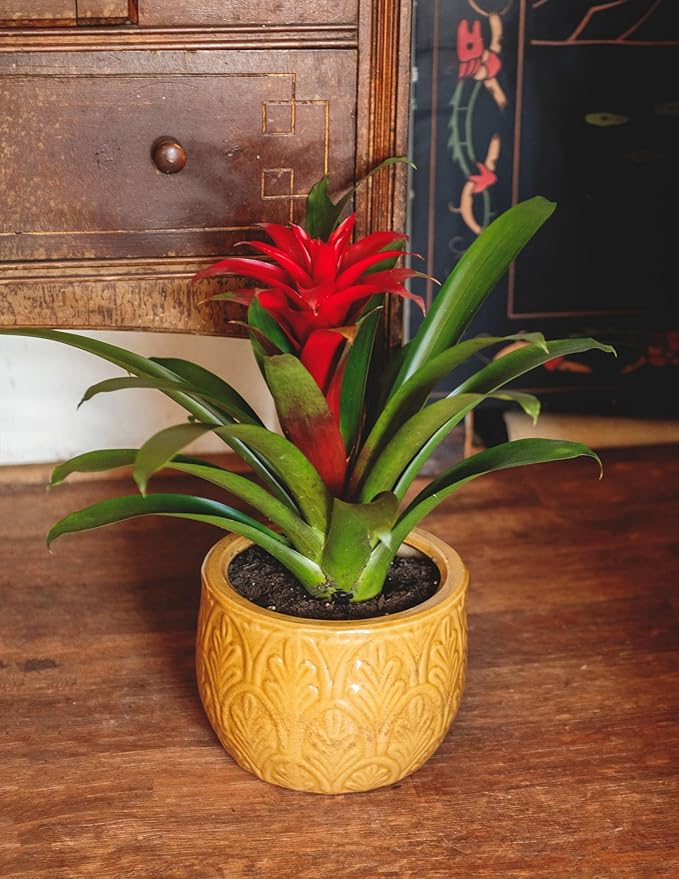 American Plant Exchange Live Bromeliad Guzmania – 6-Inch Pot – Colorful Tropical Houseplant with Bright Long-Lasting Blooms, Easy Care Indoor Plant for Desks, Kitchens, Patios & Home Décor