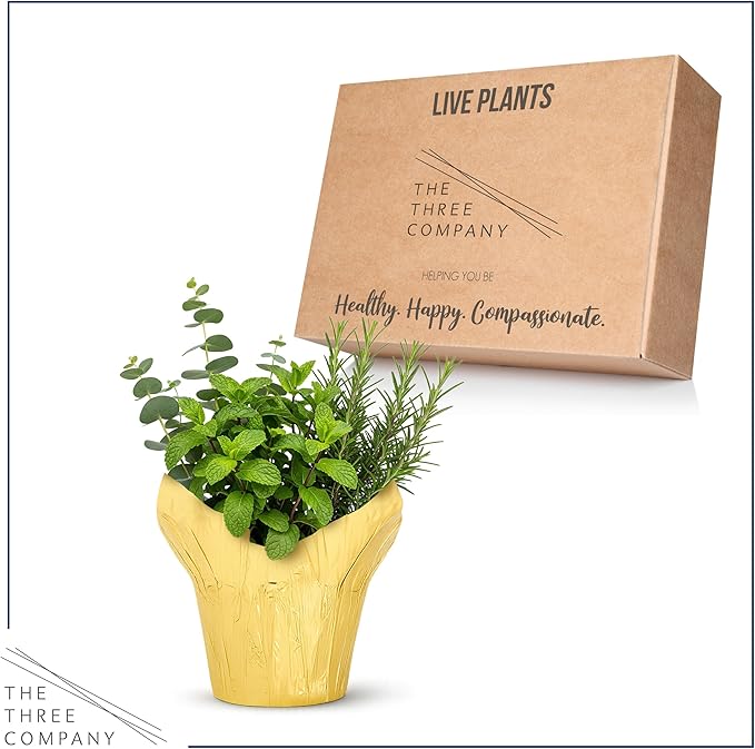 Live Aromatic and Healthy Herb Combo in Deco Cover - Breathe Better, Combo Includes Eucalpytus, Mint, and Rosemary, 12" Tall by 6" Wide in 1.25 Quart Pot