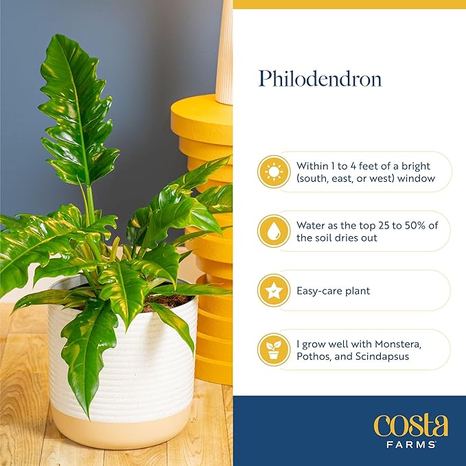 Costa Farms Philodendron Live Plant in Decorative Pot, Air Purifying Indoor Houseplant, Assorted Variety, Home, Room, or Office Decor, House Warming or Birthday Gift, 12-18 Inches Tall, Pack of 2