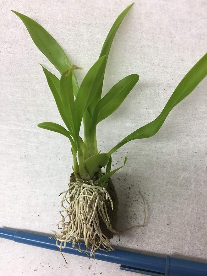 -Onc. Twinkle 'Fragrant Fantasy' - Fragrant Blooms Easy to Grow and Bloom! Miniature windowsill-Size, Cool and Warm Tolerant. White Flowered Variety. (NOT in-Bud/Bloom When Shipped)