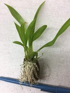 -Onc. Twinkle 'Fragrant Fantasy' - Fragrant Blooms Easy to Grow and Bloom! Miniature windowsill-Size, Cool and Warm Tolerant. White Flowered Variety. (NOT in-Bud/Bloom When Shipped)