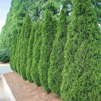 Brighter Blooms - Emerald Green Arborvitae, 3-4 ft. - No Shipping to AK, AZ, HI, OR