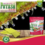 Muriate of Potash 0-0-60 Fertilizer Made in USA - MOP Potassium Plant Food for Indoor/Outdoor Plants, Flower Gardens, Fruit and Vegetable Gardens, Holistic Herbs, Trees and Green Lawns!