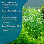 SubstrateSource Live Aquarium Stem Plants - Freshwater Aquatic Plant for Fish Tanks, Aquascaping - (Rotala Bossii, 4 Bunches)