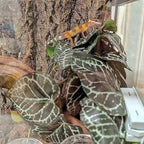 Reptile Plants for Terrarium,Amphibian Habitat Decor,Artificial Plants for Gecko Chameleon Snake Tortoise Bearded Dragon Tank Accessories with Base（Anthurium Crystallinum）